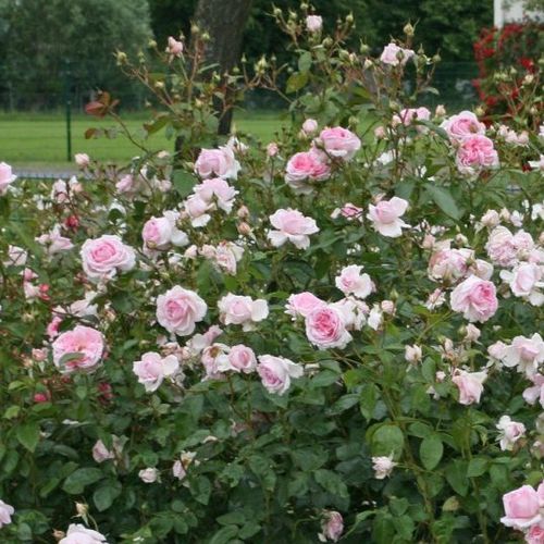 Halványrózsaszín - nosztalgia rózsa